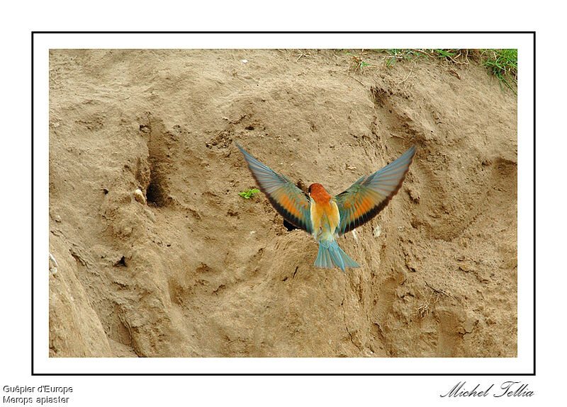 European Bee-eater