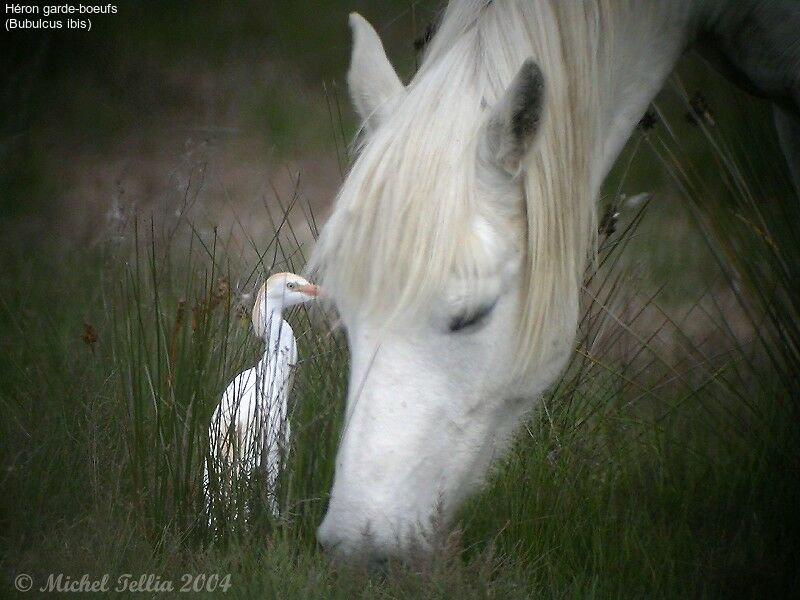 Western Cattle Egret