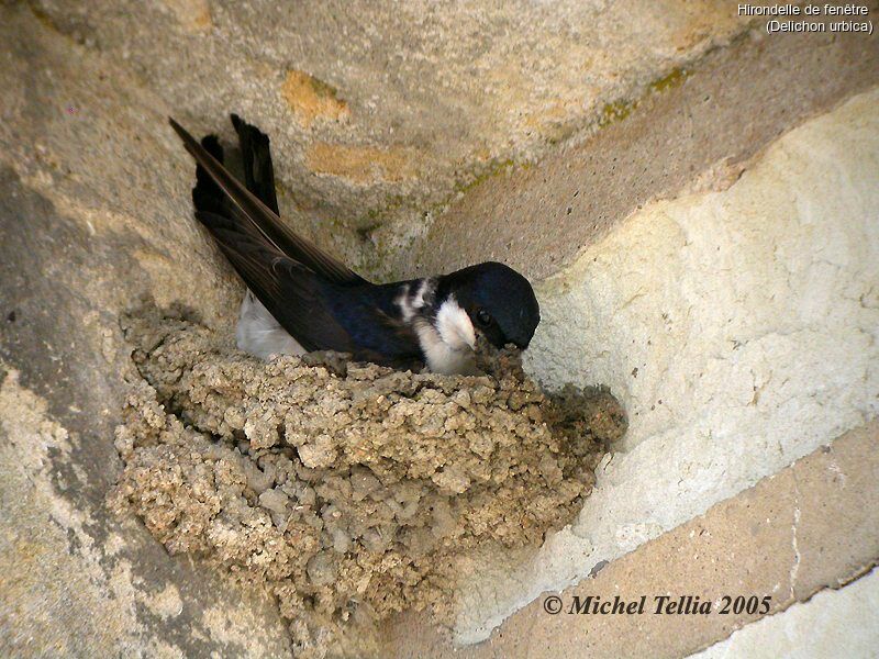 Western House Martin