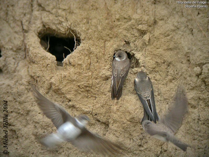 Sand Martin