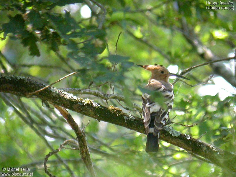 Eurasian Hoopoe