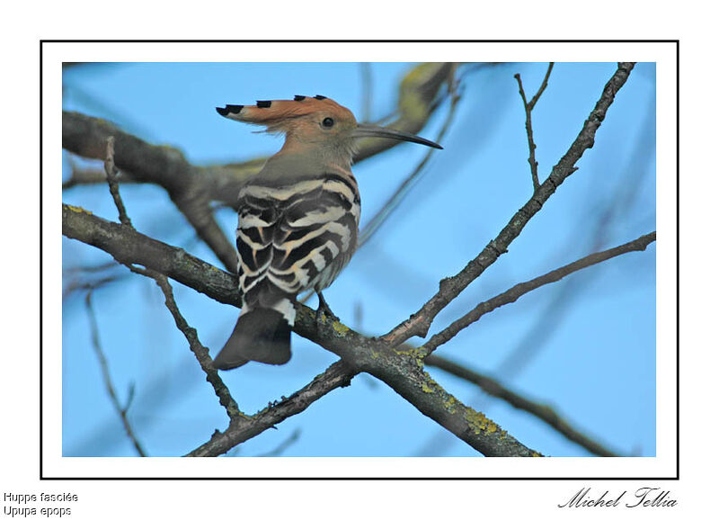 Eurasian Hoopoe