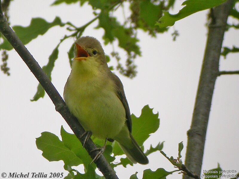 Melodious Warbler