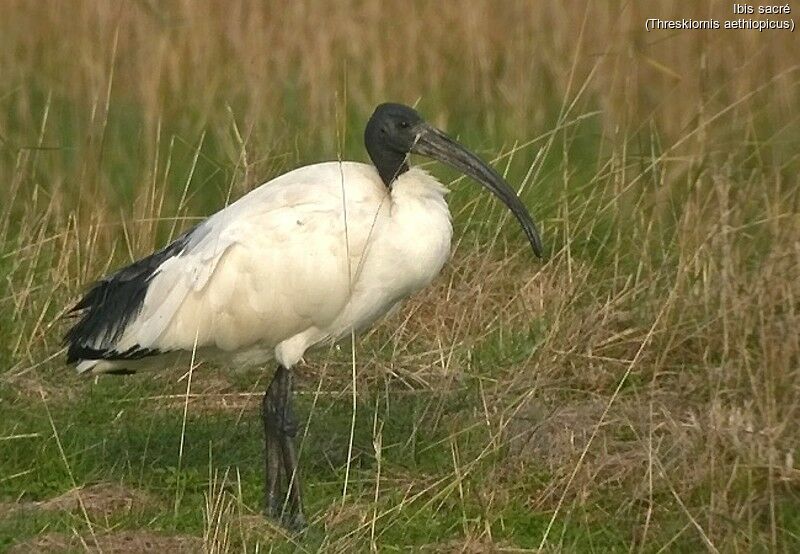 African Sacred Ibis