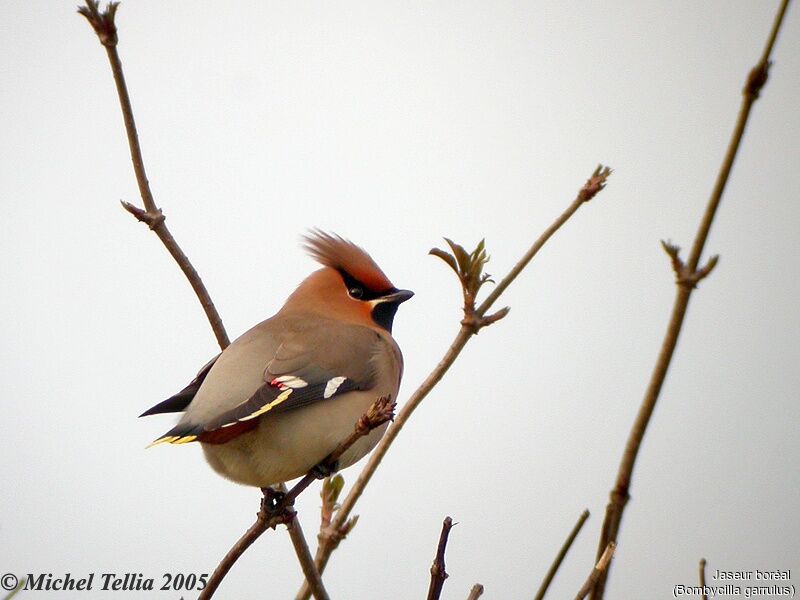 Bohemian Waxwing