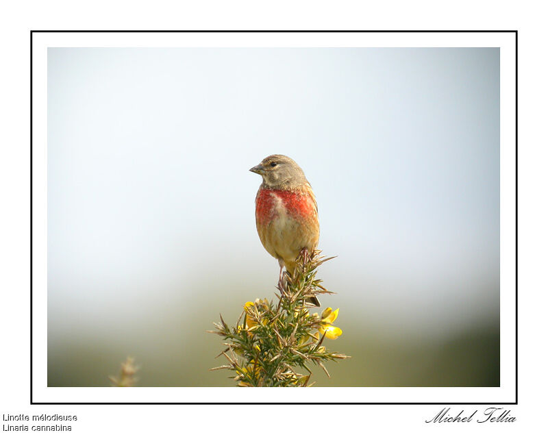 Common Linnet male