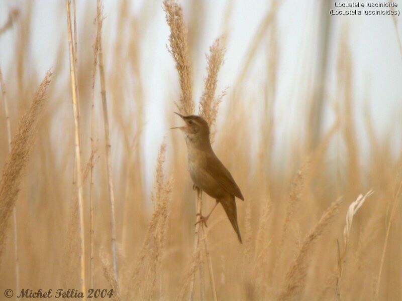 Savi's Warbler