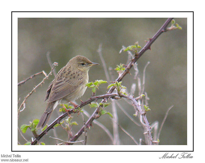 Locustelle tachetéeadulte, composition, pigmentation, Comportement