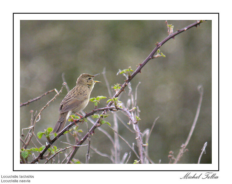 Common Grasshopper Warbler