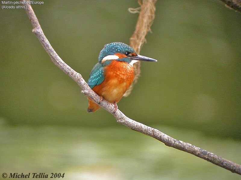 Common Kingfisher