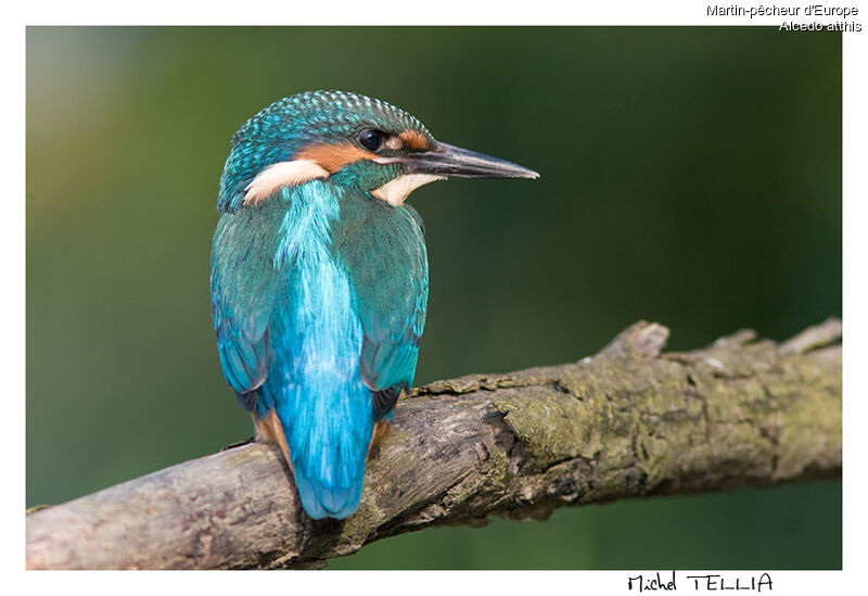 Common Kingfisher