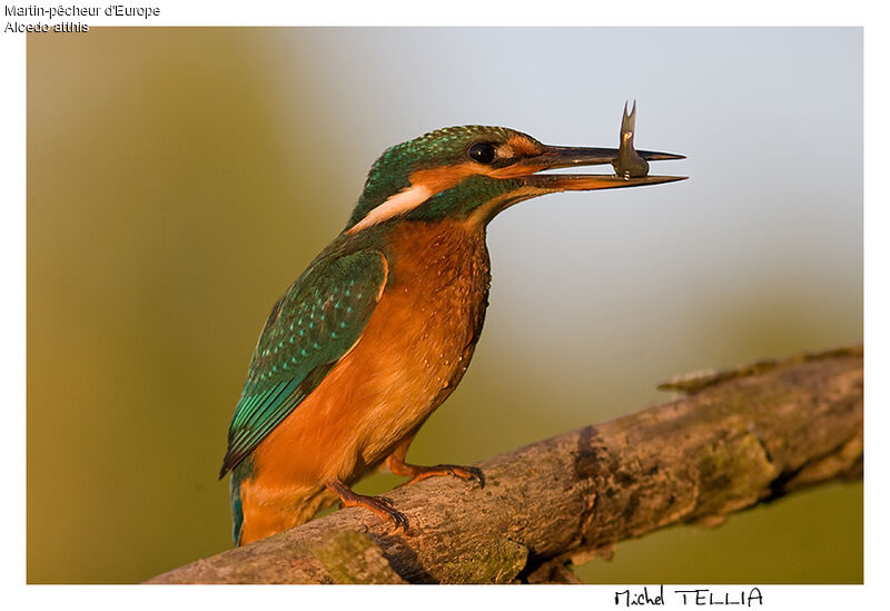 Martin-pêcheur d'Europe femelle