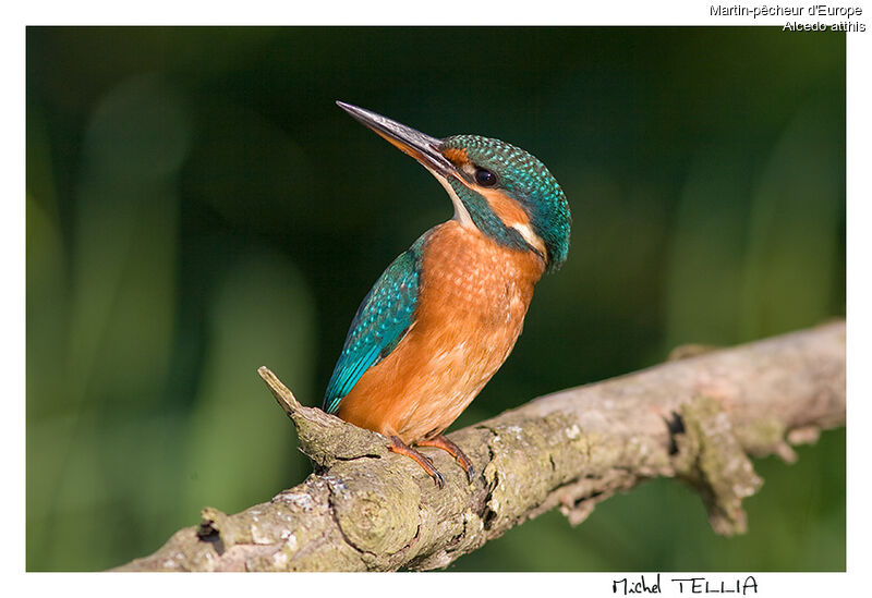 Common Kingfisher female