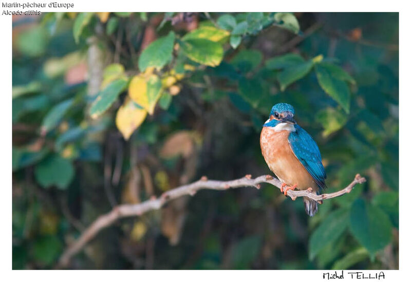 Common Kingfisher