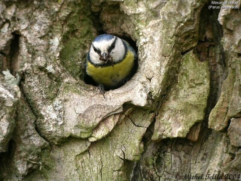 Mésange bleue