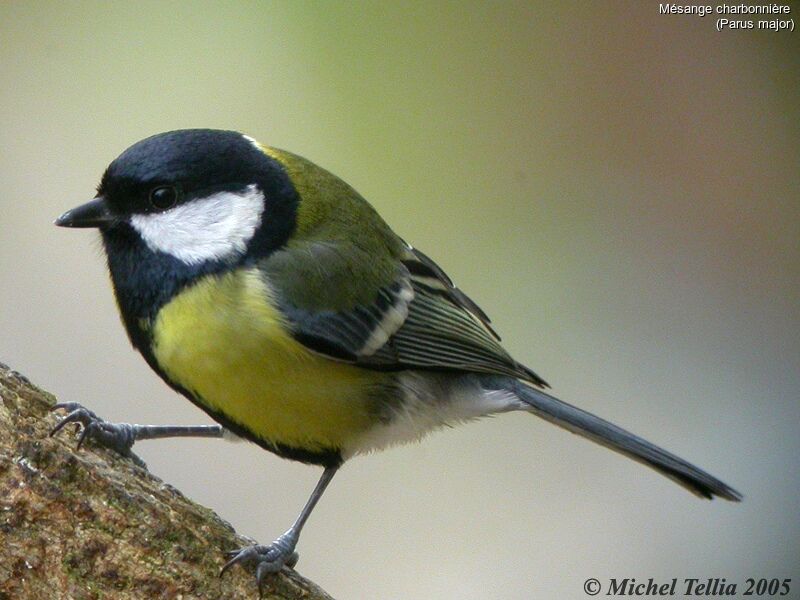 Great Tit