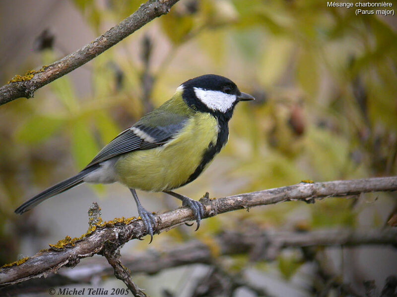 Mésange charbonnière