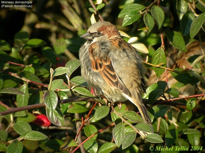 House Sparrow