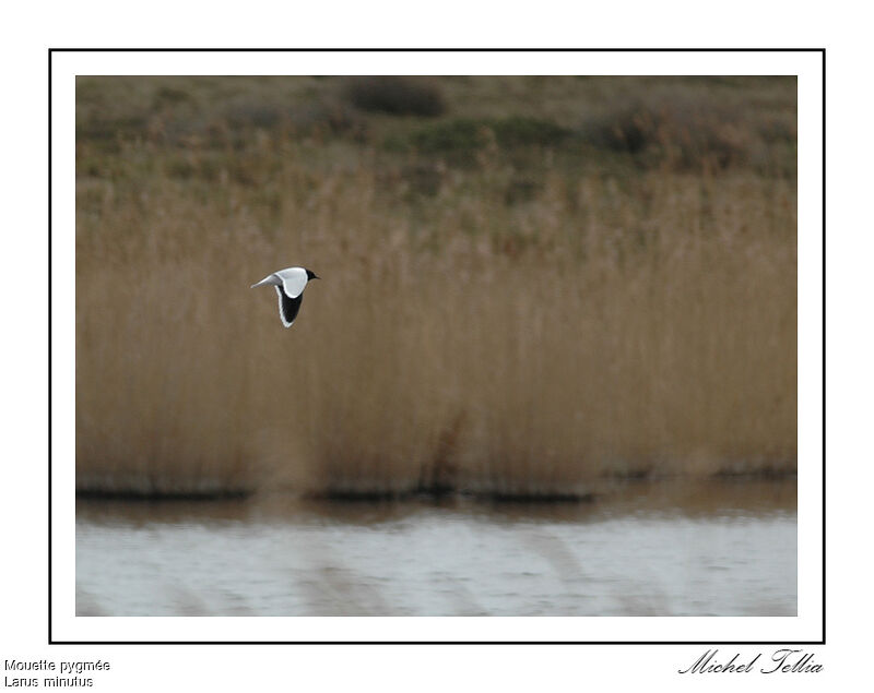 Little Gull