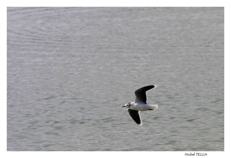 Little Gull