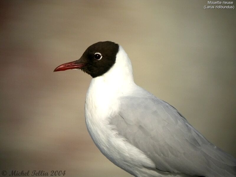 Black-headed Gull