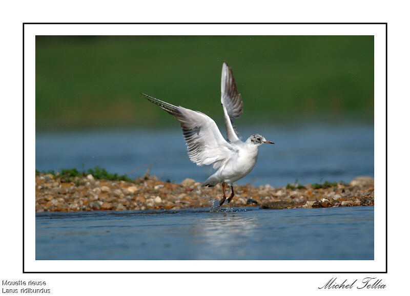 Mouette rieuse