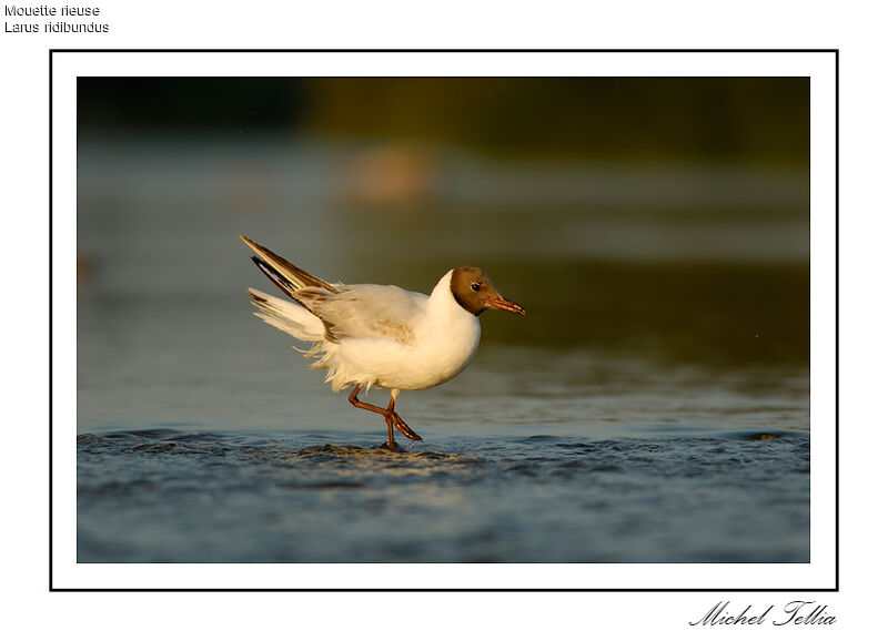 Black-headed Gull