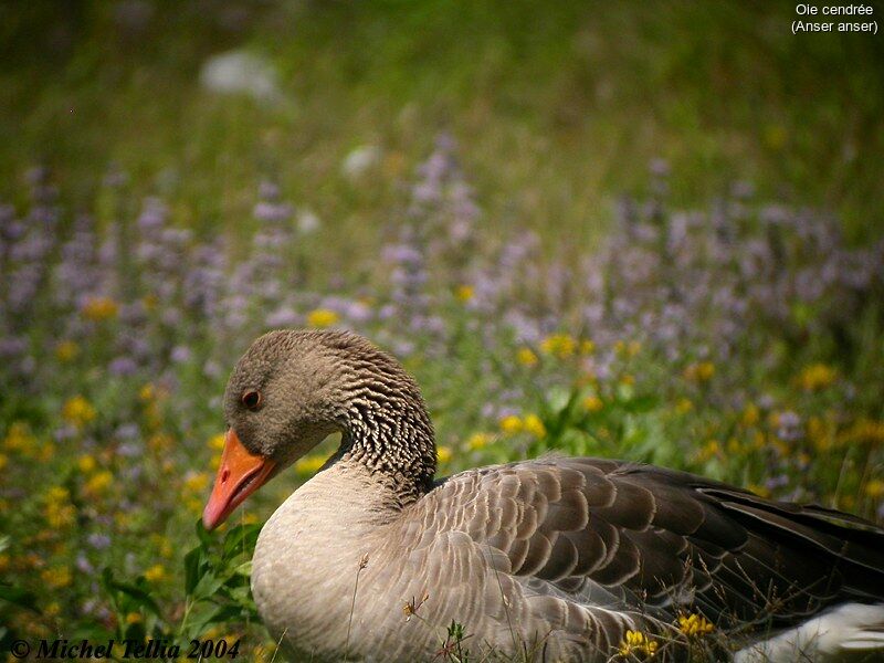 Greylag Goose