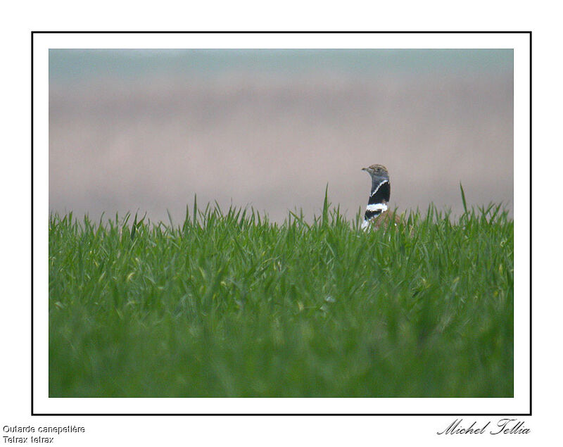 Outarde canepetière mâle