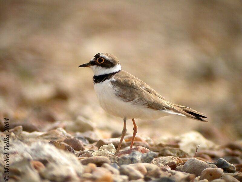 Little Ringed Plover