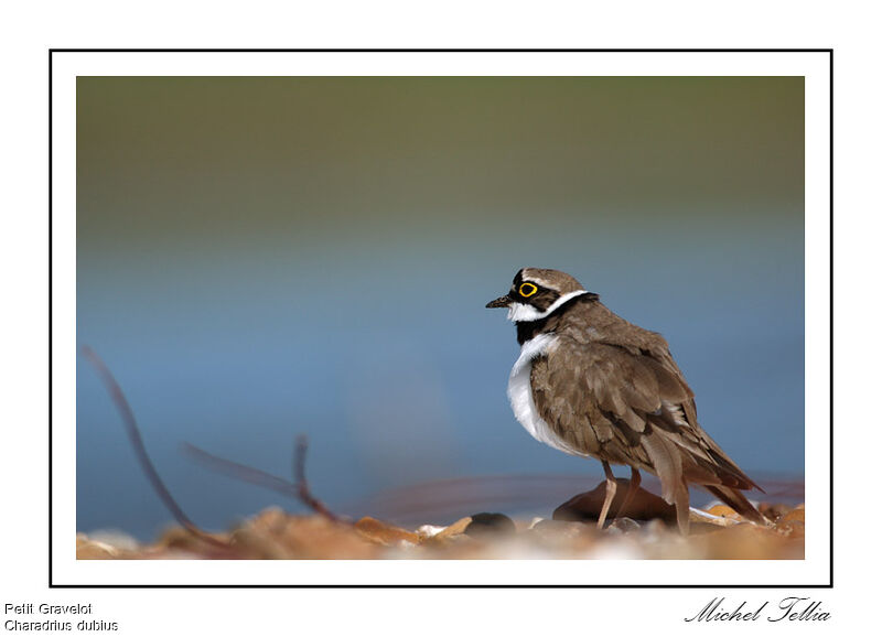 Little Ringed Plover