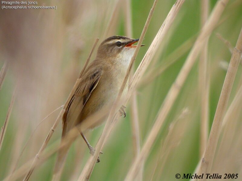 Sedge Warbler