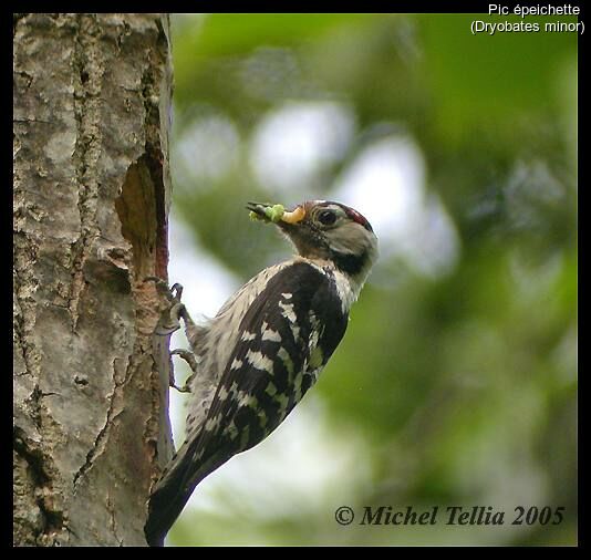 Lesser Spotted Woodpecker