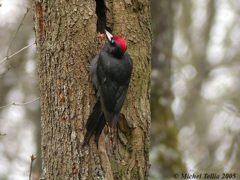 Black Woodpecker