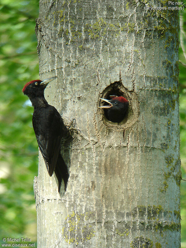 Black Woodpecker