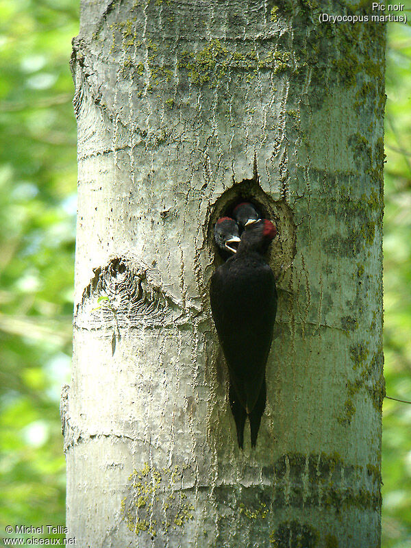 Black Woodpecker