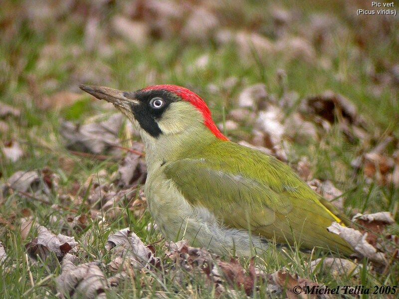 European Green Woodpecker