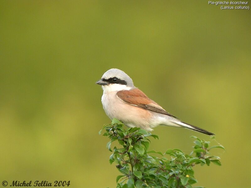 Red-backed Shrike