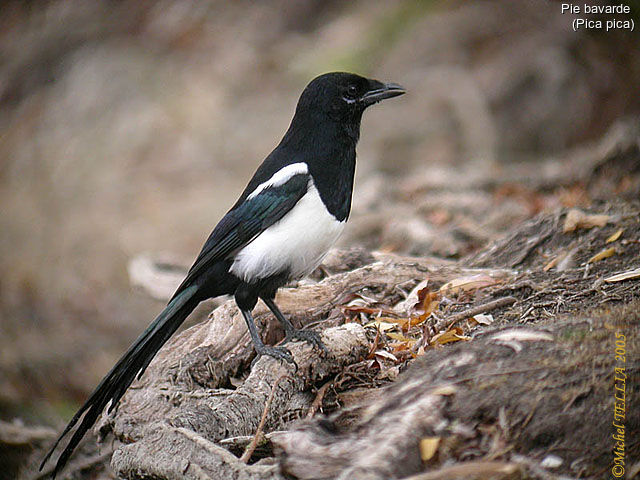 Eurasian Magpie