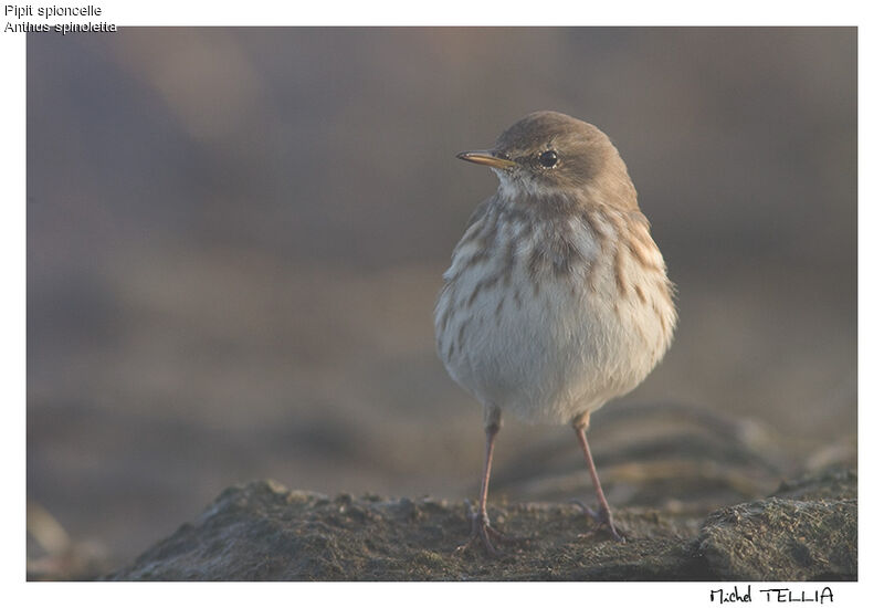 Water Pipit