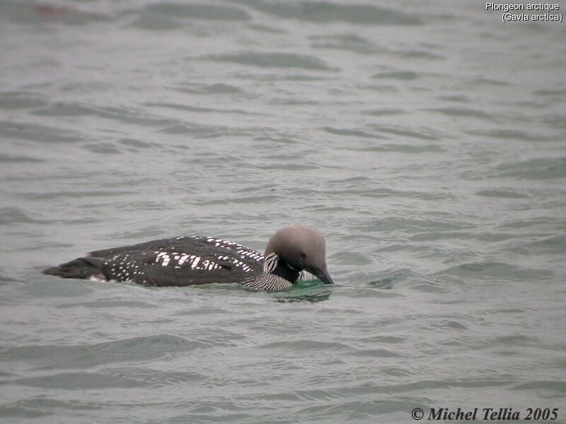 Black-throated Loon