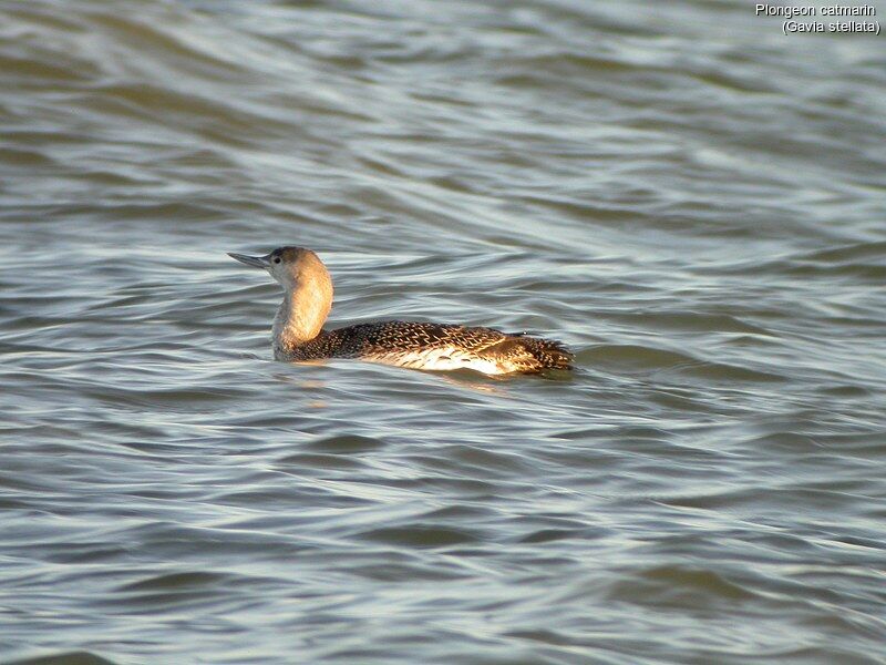 Red-throated Loon