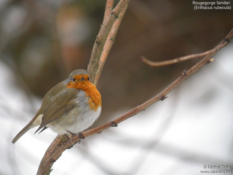 European Robin