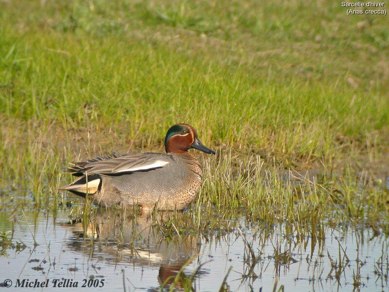 Eurasian Teal