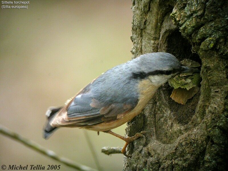 Eurasian Nuthatch