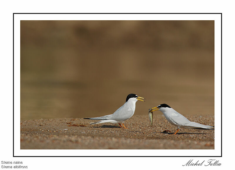 Little Tern