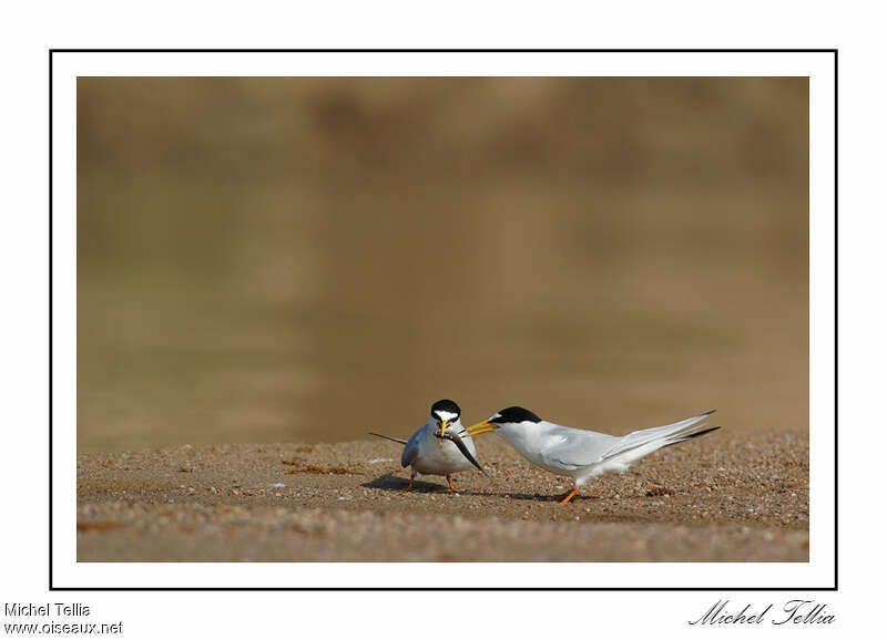 Little Ternadult breeding, feeding habits, courting display