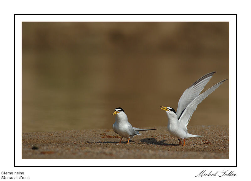 Little Tern