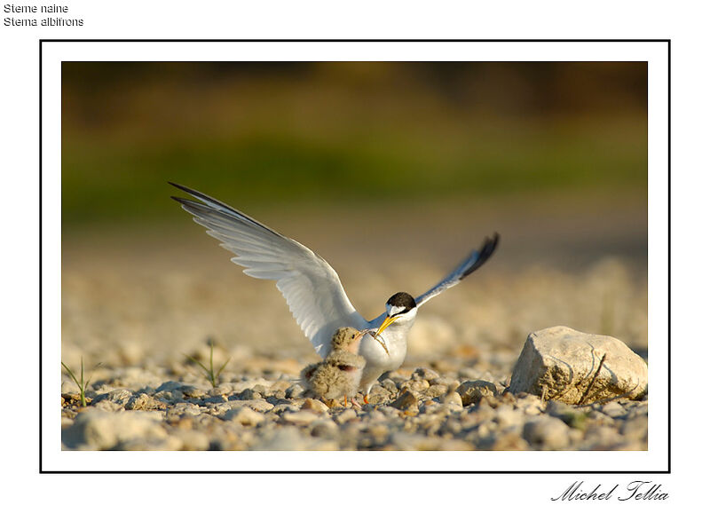 Little Tern