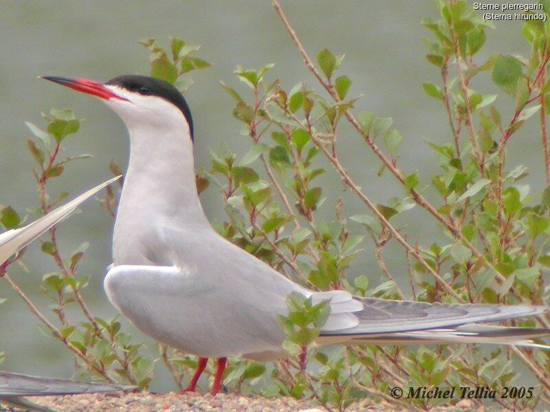 Common Tern